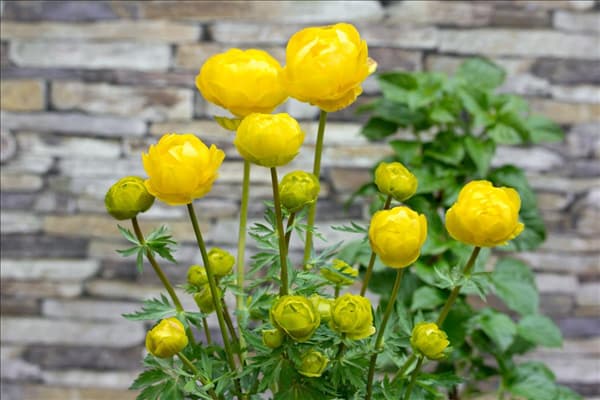 Trollius Lemon Queen