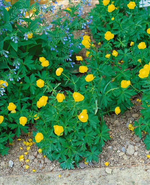 Trollius chinensis Lemon Queen