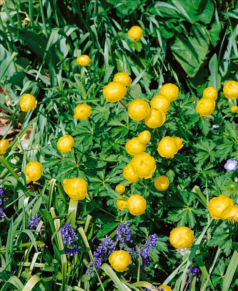 Trollius chinensis Lemon Queen