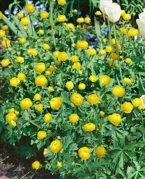 Trollius Lemon Queen