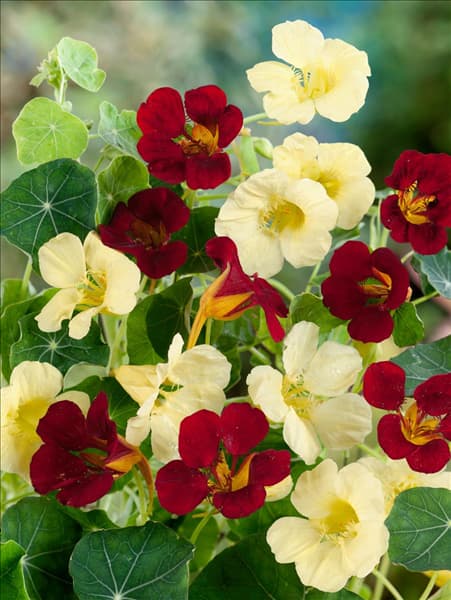 Tropaeolum majus D en I Notsch
