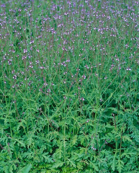 Verbena officinalis
