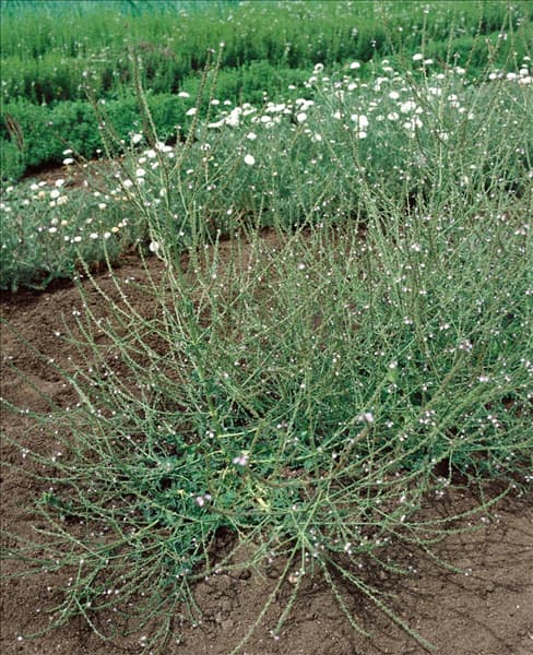 Verbena officinalis