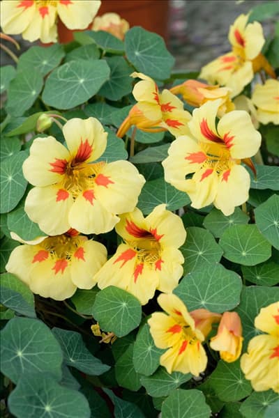 Tropaeolum majus Banana Split