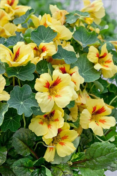 Tropaeolum majus Banana Split