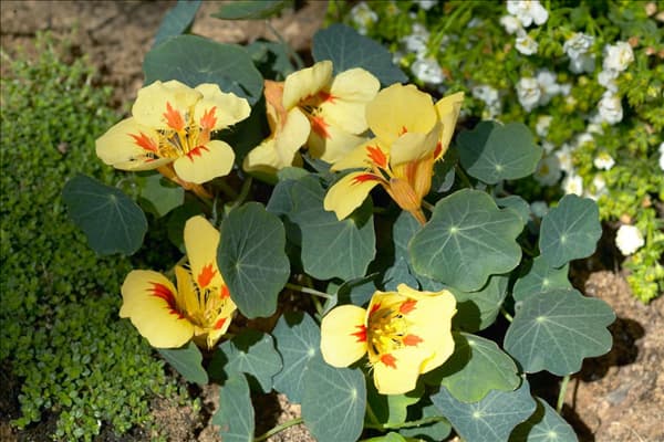 Tropaeolum majus Banana Split