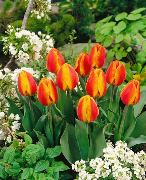 Einfache Frühe Tulpe (EVT) Flair