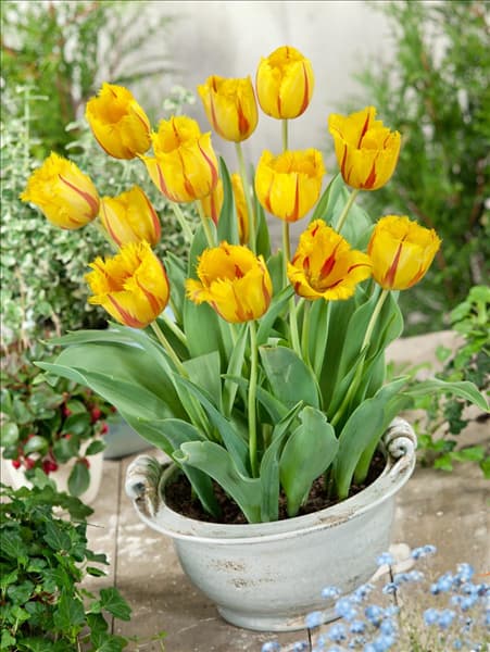Tulipa Crispa Flamenco
