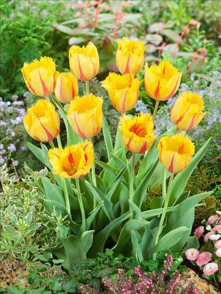 Tulipa Crispa Flamenco