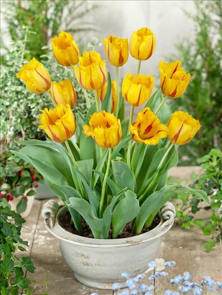 Tulipa Crispa Flamenco