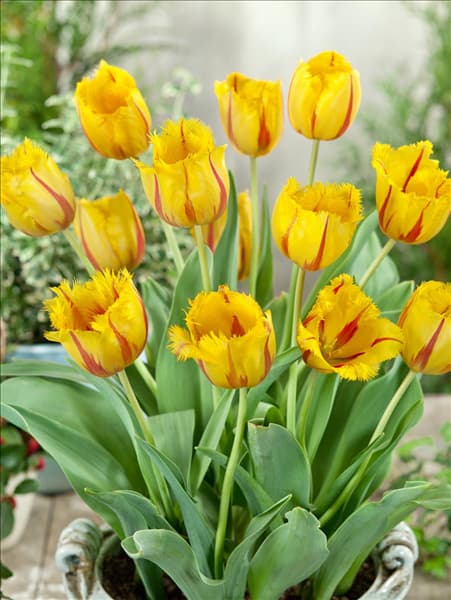 Tulipa Crispa Flamenco