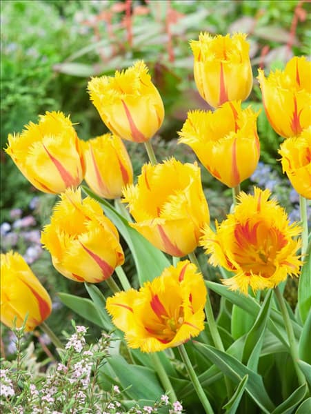 Tulipa Crispa Flamenco