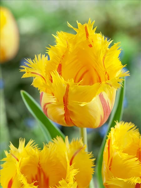 Tulipa Crispa Flamenco