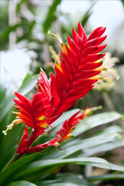 Vriesea