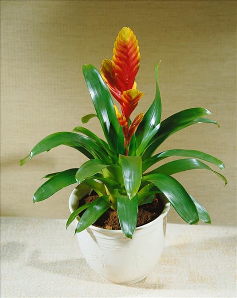 VRIESEA TIFFANY