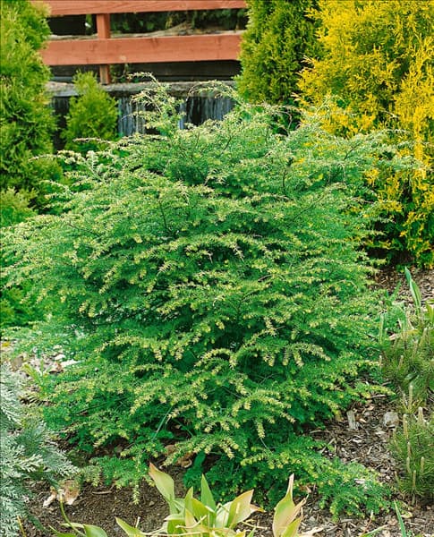 TSUGA CANADENSIS