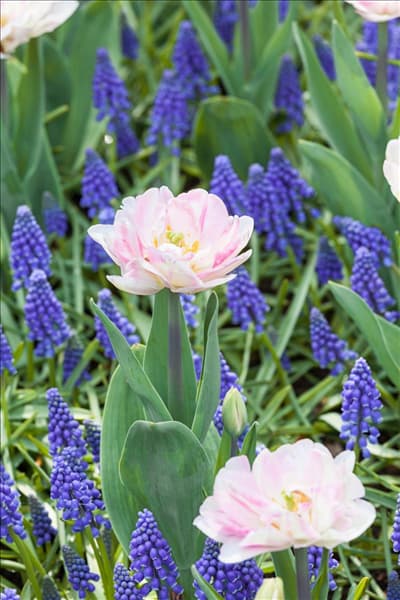 Tulipa Foxtrot und Muscari armeniacum