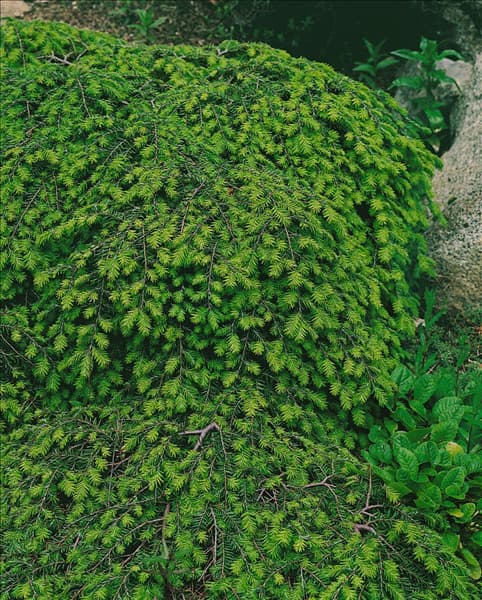 TSUGA CANADENSIS COLE'S PROTRATE