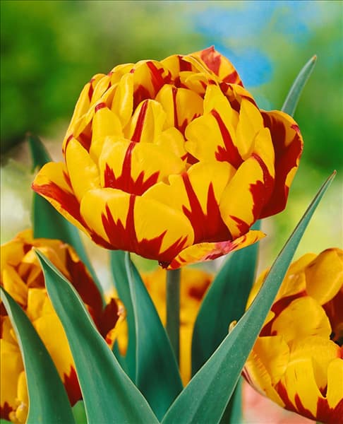 Tulipa Double Late Golden Nizza