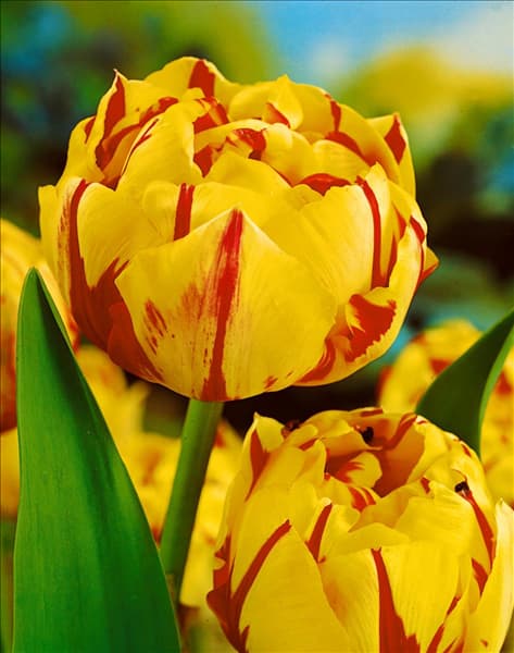 Tulipa Double Late Golden Nizza