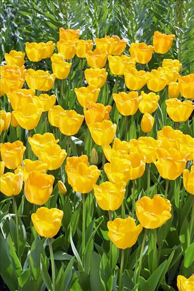 Tulipa Darwin Hybrid Golden Parade