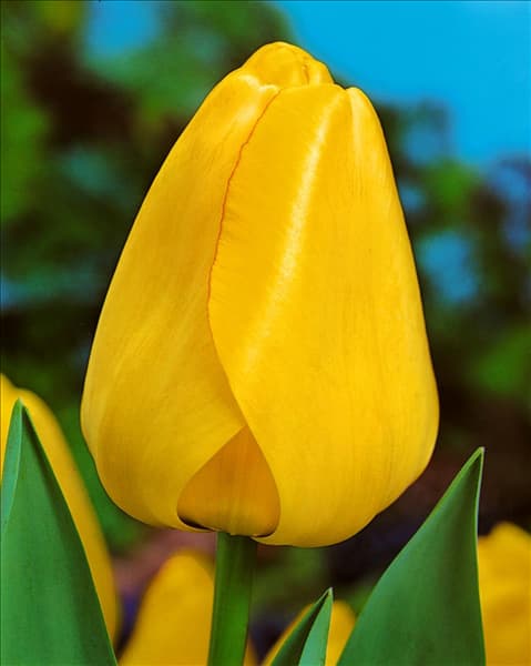 Tulipa Darwin Hybrid Golden Parade