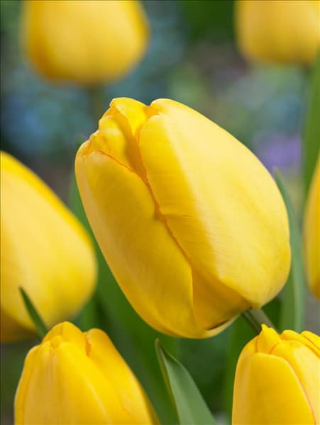 Tulipa Darwin Hybrid Golden Parade