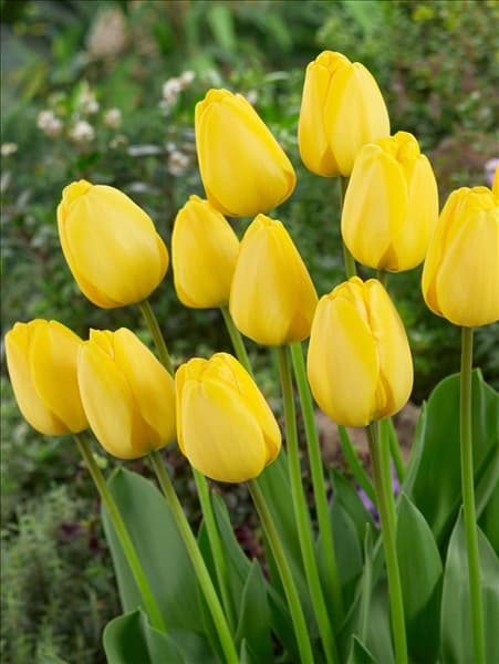 Tulipa Darwin Hybrid Golden Parade