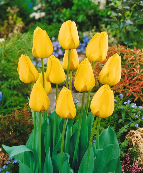 Tulipa Darwin Hybrid Golden Parade