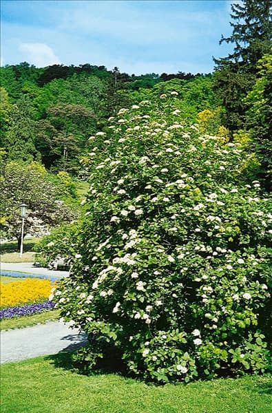 Viburnum lantana