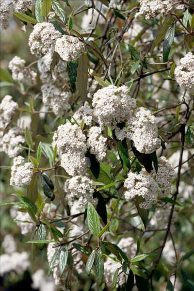 Viburnum lantana