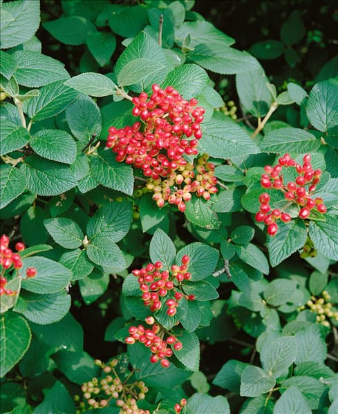 Viburnum lantana
