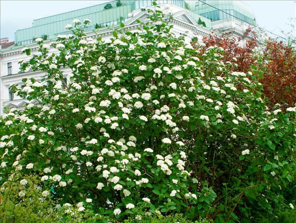 Viburnum lantana