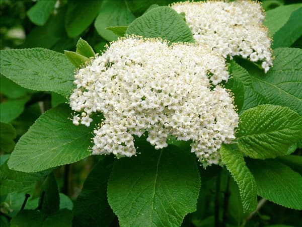 Viburnum lantana