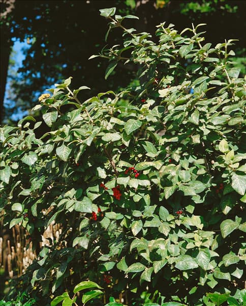 Viburnum lantana Variegata
