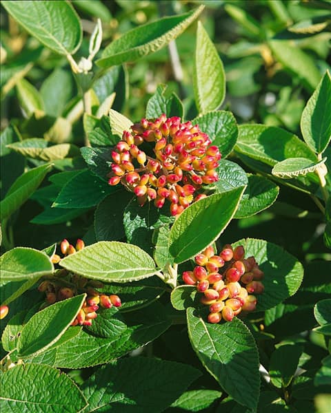 Viburnum lantana