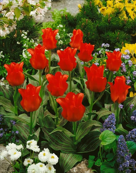 Tulipa greigii Red Riding Hood