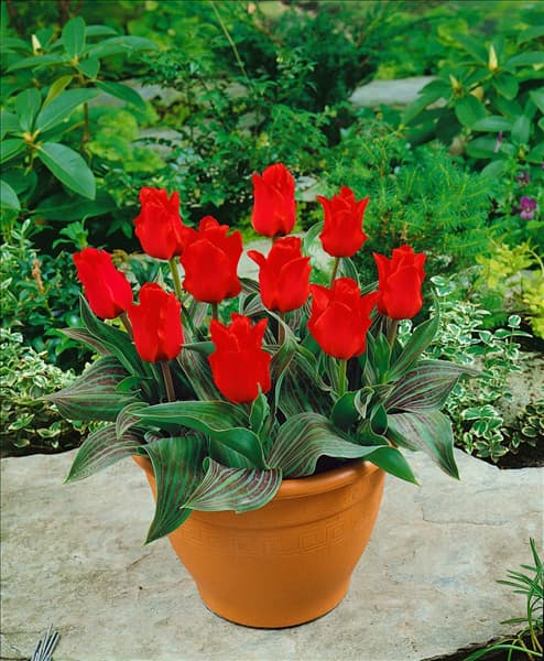 Tulipa greigii Red Riding Hood im Topf