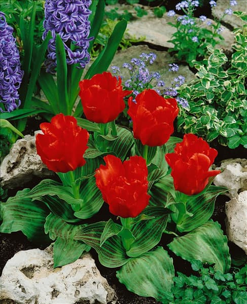 Tulipa greigii Red Riding Hood