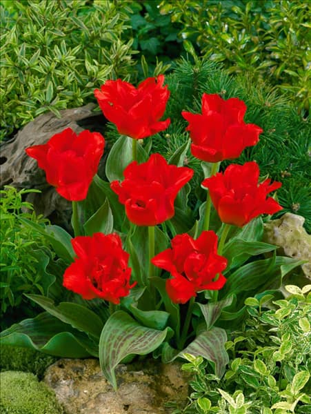 Tulipa greigii Red Riding Hood