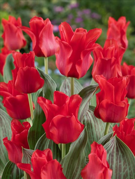 Tulipa greigii Red Riding Hood