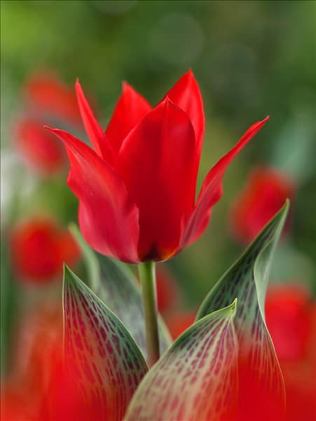 Tulipa greigii Red Riding Hood
