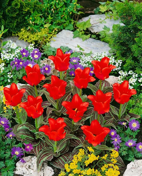 Tulipa greigii Red Riding Hood