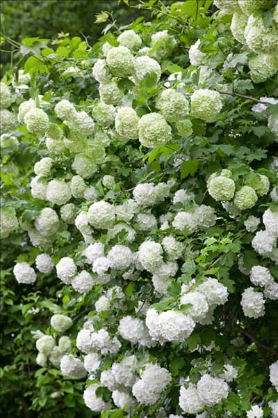 Viburnum opulus