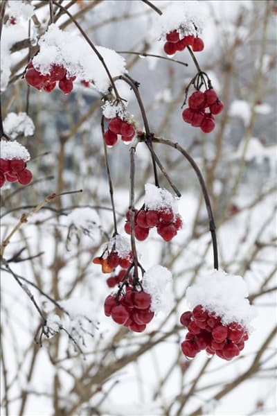 Viburnum opulus