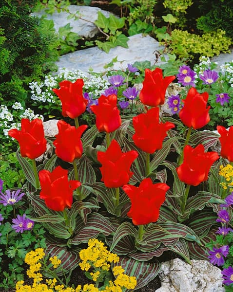 Tulipa greigii Red Riding Hood