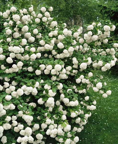 Viburnum opulus Roseum