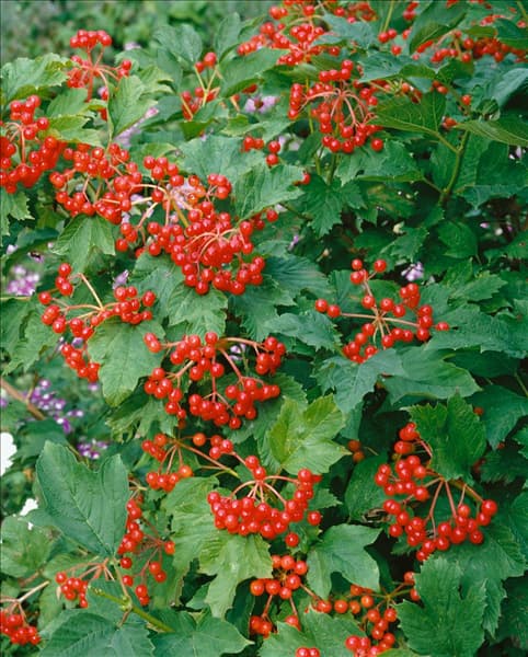 Viburnum opulus