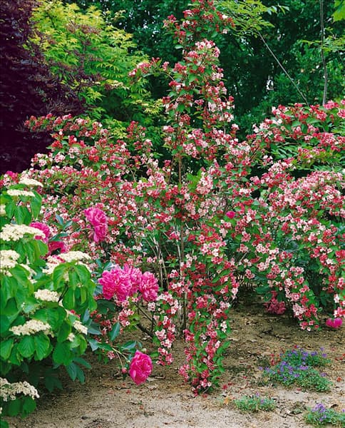 Weigela Courtalour CARNAVAL