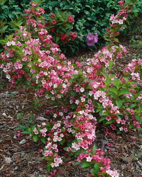Weigela florida Carnaval (Courtalour)
